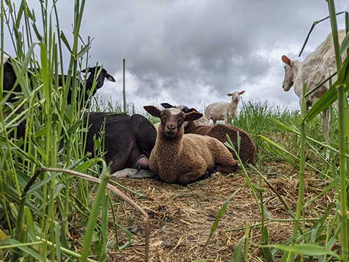 Sheep in tall grass