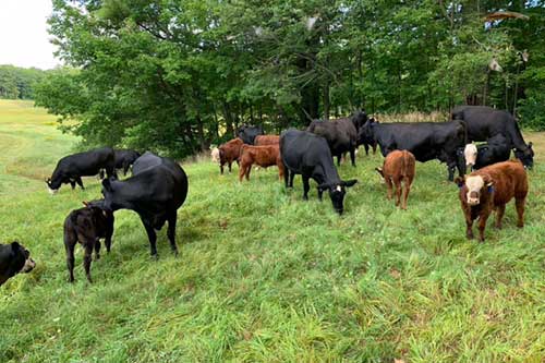 cows on hillside