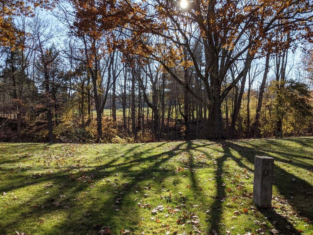 forest line