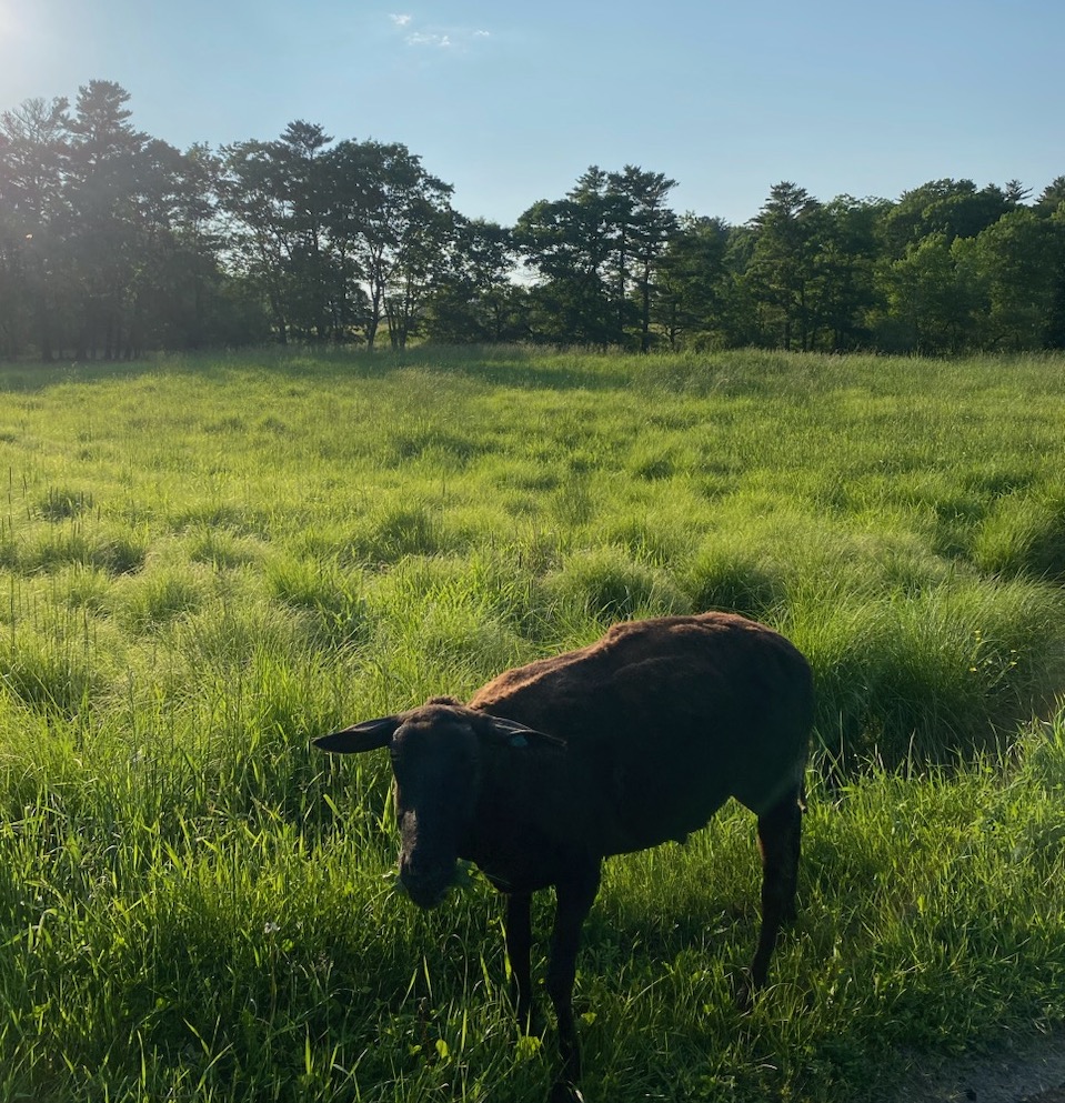 moe, the ram